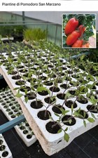 21 Piantine di Pomodoro San
