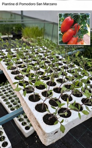 Piantine pomodoro san - piantine,