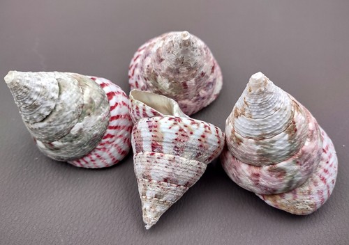 Strawberry trochus seashells - trochus,