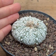 Astrophytum superkabuto "v"