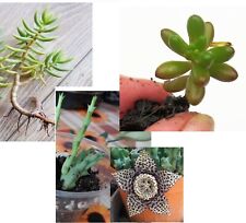 3 Piante Grasse:1 Rubrotinctum 1 Tetragona 1 Stapelia Variegata NO VASO Posta1