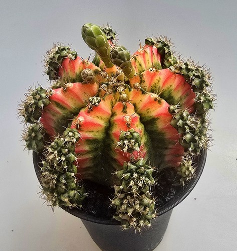 Bellissimo cactus multicolor - bellissimo,