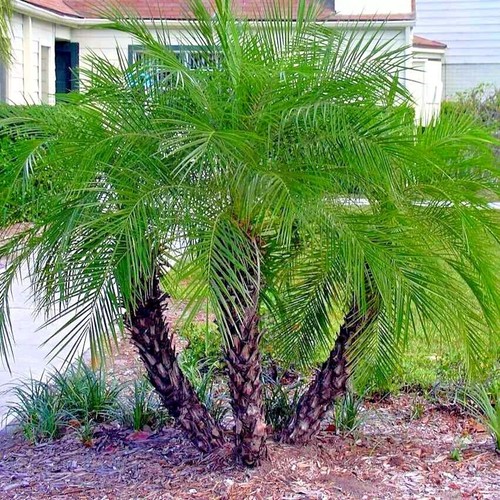Dwarf pygmy date palm - pygmy,