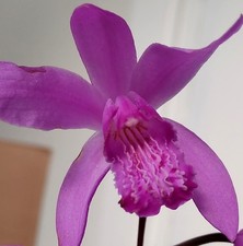 Bletilla striata. Orquídea 