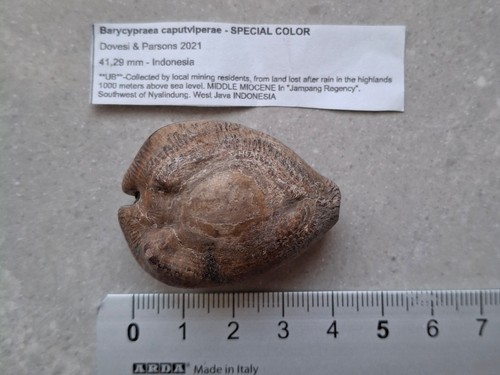 Conchiglia gasteropode - conchiglia,