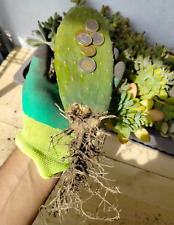 Fico d'india, Opuntia a radice nuda, Pianta Grassa Cactacea