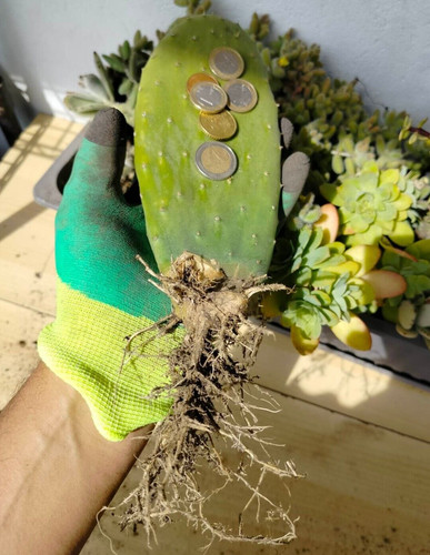 Fico india opuntia senza - opuntia,