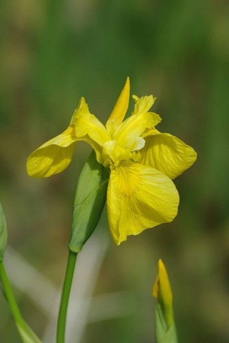 Photo 6x4 iris - 6x4, pseudacorus