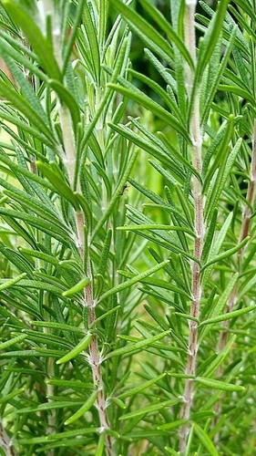 Pianta rosmarino officinale - pianta,
