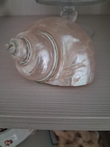 Conchiglia chiocciola