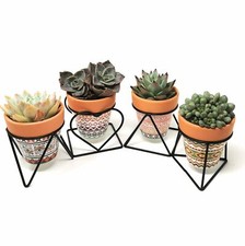 TJ Global Fioriera in Terracotta Stampa Tribale Cactus Succulenta con Ferro...