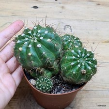 Notocactus ottonis Vaso 10 cm