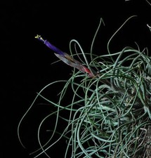 Tillandsia butzii 5-10cm -  -