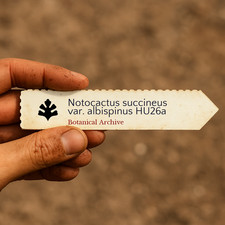 Notocactus succineus var