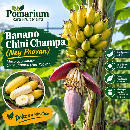 Banano chini champa - chini, pianta