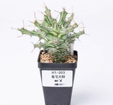 Rare Cacti Euphorbia