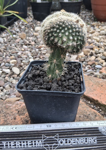 Pediocactus despainii - , f
