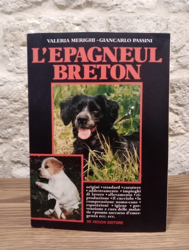Epagneul breton v - breton-, v.merighi