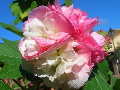 Hibiscus mutabilis ibisco - mutabilis,