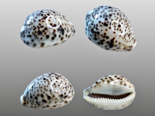 Cypraea tigris pardalis