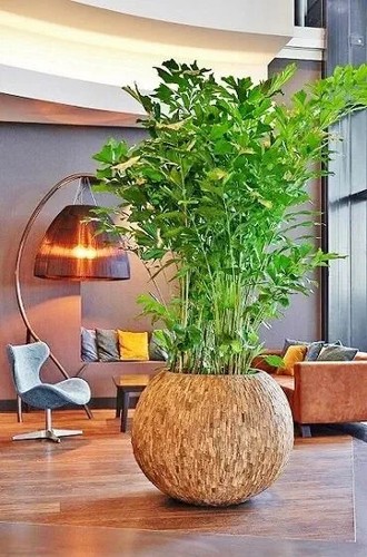 Caryota mitis palma a - a, coda