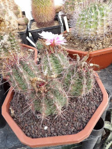 Thelocactus bicolor rare