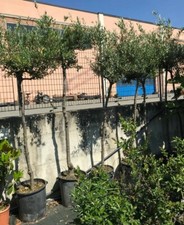 Albero adulto ulivo - di,