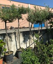 Albero adulto di Ulivo Olivo