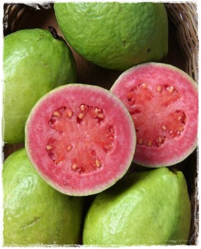 Pianta guava rosa frutto - rosa, ‘frutto