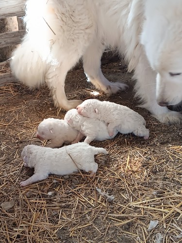 Cuccioli pastore abruzzese - di,