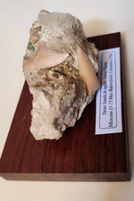 Denti fossili di squalo Isurus