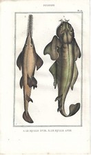 Stampa antica PESCE SQUALO