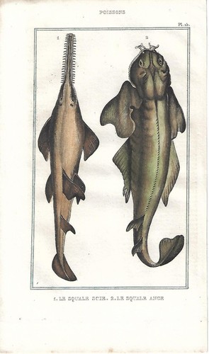 Stampa antica pesce squalo - stampa,