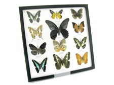 12 farfalle vere, imbottite, bellissime in vetrina - pezzo unico - A-12-mor-08
