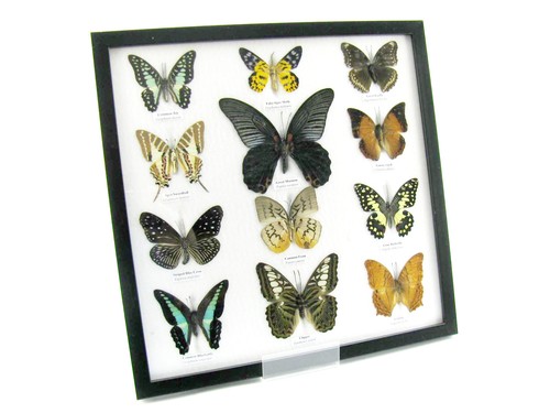 Farfalle vere imbottite - 12,