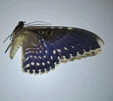 Thysania agrippinia moth  ssp
