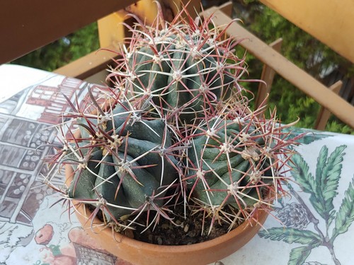 Ferocactus gracilis cactus - ferocactus,