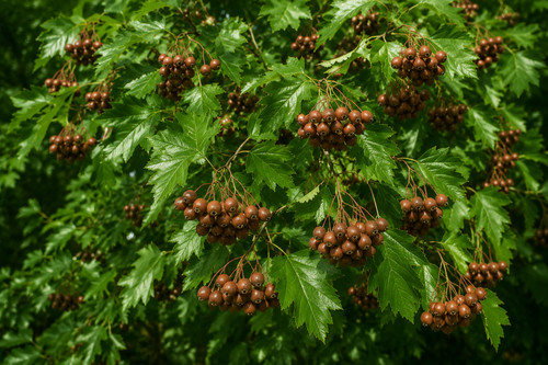 Sorbus torminalis semi - torminalis,,
