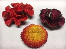 Acquario Corallo Reef