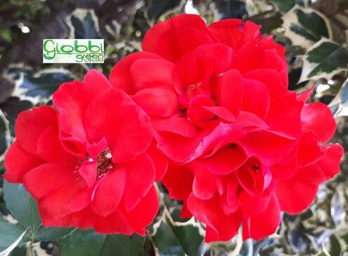 Rosa tappezzante sevillana - rosa, la