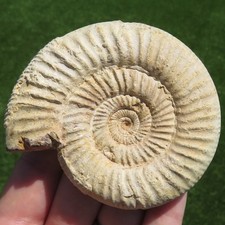 Minerali *** GRANDE AMMONITE FOSSILE Madagascar