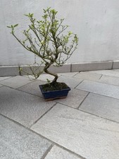 Bonsai Ilex (Agrifoglio Giapponese)