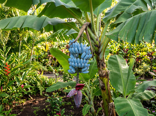 Semi banana 692tl - semi,