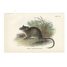 Antique Lydekker Marsupial