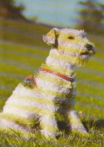 Cartolina fox terrier - terrier, ***