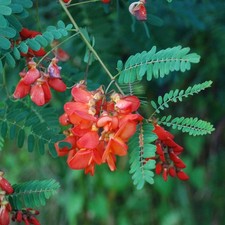 Sesbania punicea - albero dei