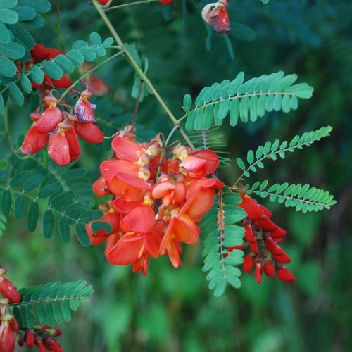 Sesbania punicea albero - sesbania,