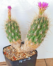 Thelocactus bicolor ssp