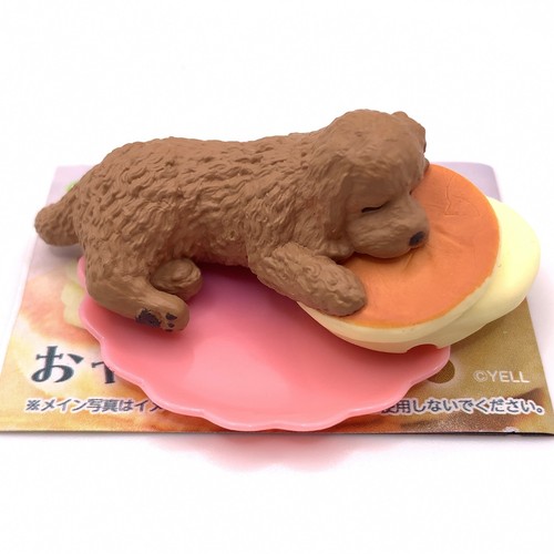 Labradoodle cane animale - animale, mini