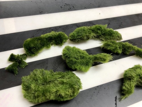 Marimo moss palline pezzi - 5,